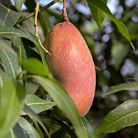 Ingredient 4